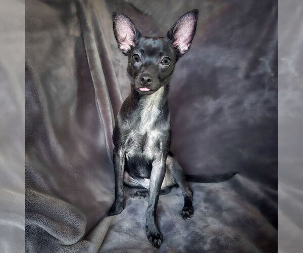 Medium Photo #2 Chihuahua Puppy For Sale in Albuquerque, NM, USA