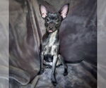 Small #1 Chihuahua