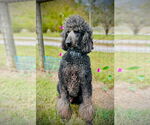 Small #3 Poodle (Standard)
