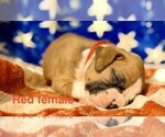 Small #7 Boxer