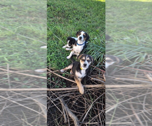 Medium Photo #3 Australian Shepherd-Unknown Mix Puppy For Sale in Aurora, IN, USA
