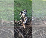 Small #2 Australian Shepherd Mix