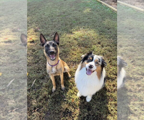 Medium Photo #8 Mutt Puppy For Sale in Imlay City, MI, USA