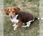 Small #1 Beagle