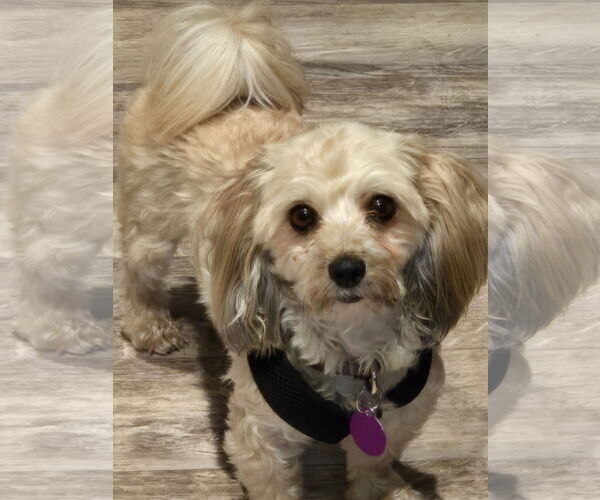 Medium Photo #1 Havanese Puppy For Sale in St. Louis Park, MN, USA