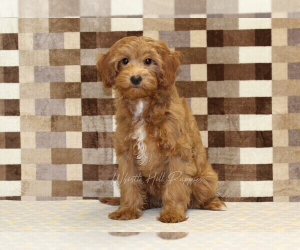 Medium Photo #4 Cavapoo Puppy For Sale in DENVER, PA, USA