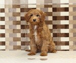 Small #3 Cavapoo