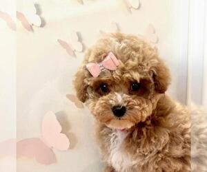 Maltipoo Puppy for Sale in KISSIMMEE, Florida USA