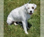 Small #3 Parson Russell Terrier Mix