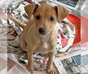 Labrador Retriever-Unknown Mix Dogs for adoption in Washington, DC, USA
