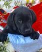 Small Photo #1 Labrador Retriever Puppy For Sale in MONTGOMERY CITY, MO, USA