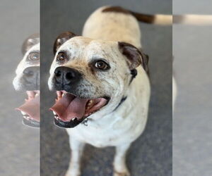 Logan - Male Bulloxer Dog for Adoption - Photo #3