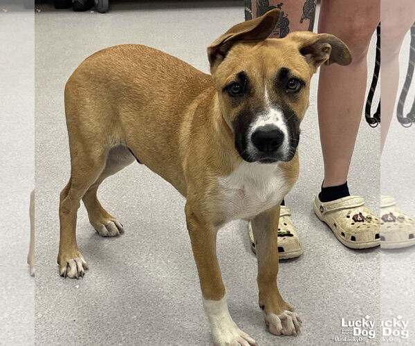 Medium Photo #2 Boxer-Unknown Mix Puppy For Sale in Washington, DC, USA