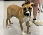 Small #1 Boxer Mix