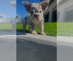 Small Photo #2 French Bulldog Puppy For Sale in MEMPHIS, TN, USA