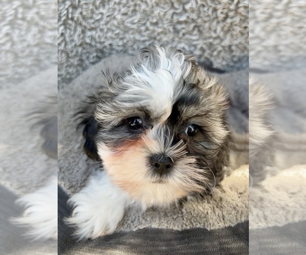 Medium Photo #6 Zuchon Puppy For Sale in RENO, NV, USA
