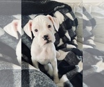 Small Photo #2 Boxer Puppy For Sale in LOCUST DALE, VA, USA