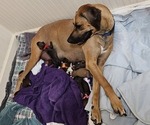 Small #2 Rhodesian Ridgeback