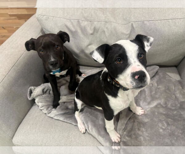 Medium Photo #4 Mutt Puppy For Sale in Shreveport, LA, USA