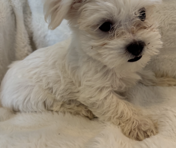 Medium Photo #8 Maltipoo (Miniature)-Shih Tzu Mix Puppy For Sale in EL CENTRO, CA, USA