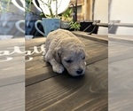 Small #2 Goldendoodle (Miniature)