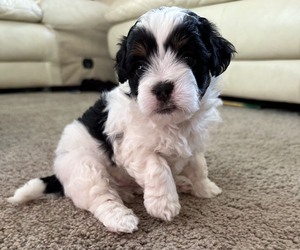 Poodle (Standard)-Shih Tzu Mix Puppy for sale in SILVER SPRING, MD, USA