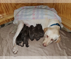 German Shorthaired Lab Puppy for Sale in HARMONY, Pennsylvania USA