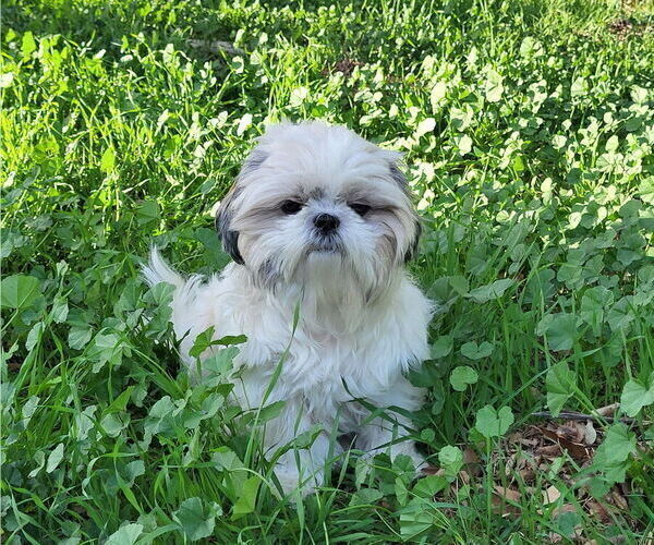 Medium Photo #1 Shih Tzu Puppy For Sale in RIVERSIDE, CA, USA