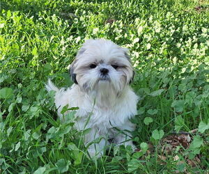 Mother of the Shih Tzu puppies born on 12/28/2025