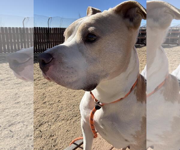 Medium Photo #3 Mutt Puppy For Sale in Incline Village, NV, USA