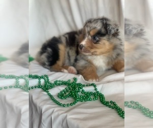 Australian Shepherd Puppy for sale in INDIANAPOLIS, IN, USA