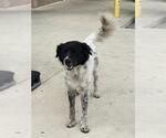 Small Border Collie Mix