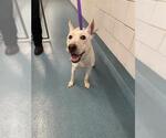 Small Carolina Dog-Labrador Retriever Mix