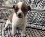 Puppy 3 Jack Russell Terrier