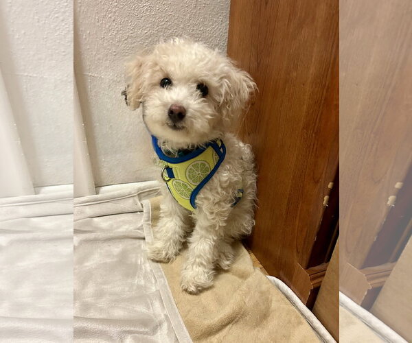 Medium Photo #2 Poochon Puppy For Sale in St. Louis Park, MN, USA