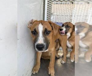 Boxer Dogs for adoption in Bakersfield, CA, USA