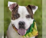 Small Boxer Mix