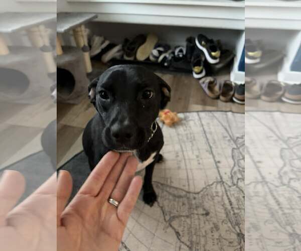 Medium Photo #1 Labrador Retriever-Unknown Mix Puppy For Sale in Sheboygan, WI, USA