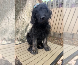 Labradoodle Puppy for sale in PEMBROKE, GA, USA