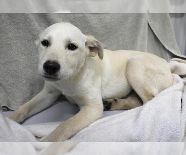 Medium Photo #1 Labrador Retriever-Unknown Mix Puppy For Sale in Thief River Falls, MN, USA