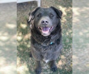 Chow Chow-Unknown Mix Dogs for adoption in Ventura, CA, USA