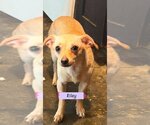 Small Chihuahua Mix