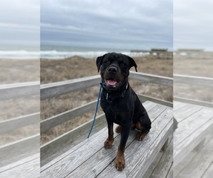 Rottweiler Puppy for sale in WILMINGTON, NC, USA