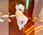 Small #3 Shih Tzu