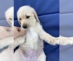 Small Photo #30 Labradoodle Puppy For Sale in FORT LAUDERDALE, FL, USA