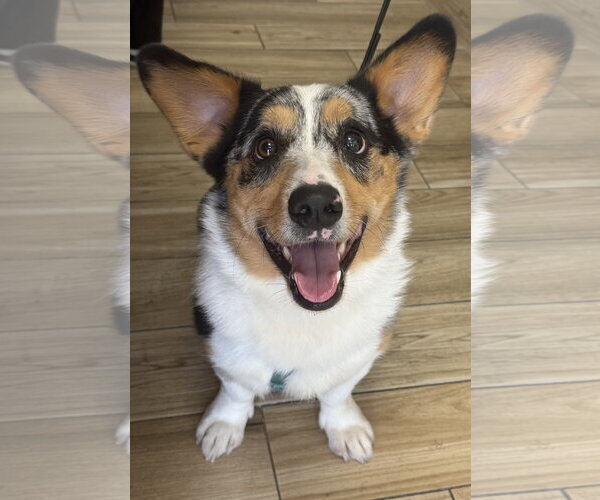 Medium Photo #2 Mutt Puppy For Sale in Valrico, FL, USA