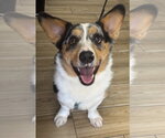 Small #1 Mutt