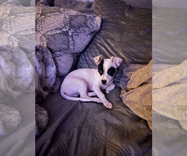 Medium Photo #8 Chihuahua-Unknown Mix Puppy For Sale in Valrico, FL, USA