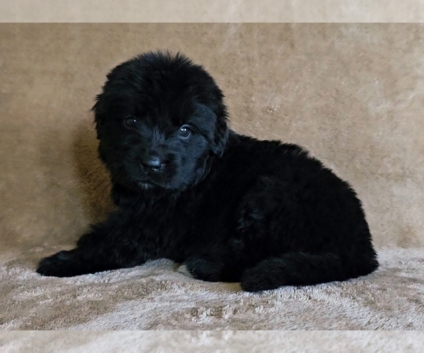 Medium Photo #2 Newfoundland Puppy For Sale in CAMBRIDGE, NE, USA