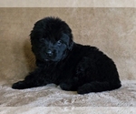 Small Photo #21 Newfoundland Puppy For Sale in CAMBRIDGE, NE, USA